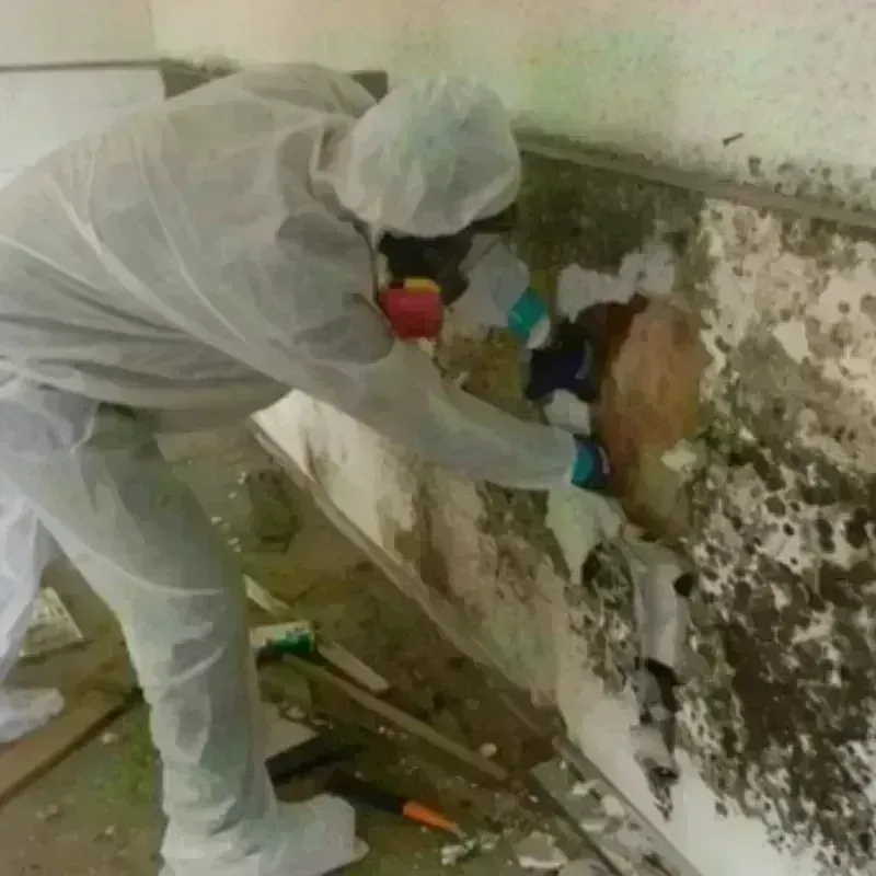 Mold Remediation and Removal in Pagedale, MO